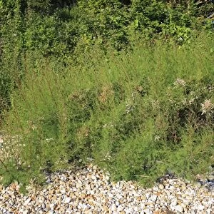 Tamarisk (Tamarix gallica) introduced species, habit, growing at edge of beach, Bembridge, Isle of Wight, England, june