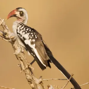 Tanzanian Red-billed Hornbill Print Tanzanian Red-billed Hornbill Print