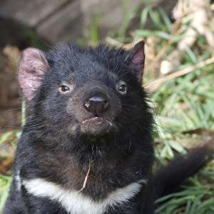 Tasmanian Devil (Sacrophilus harrisii) adult, sitting, Tasmania, Australia, captive