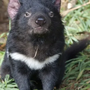 Tasmanian Devil (Sacrophilus harrisii) adult, sitting, Tasmania, Australia, captive Tasmanian Devil (Sacrophilus harrisii) adult, sitting, Tasmania, Australia, captive