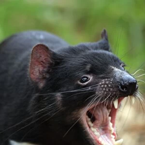 Tasmanian Devil (Sacrophilus harrisii) adult, close-up of head, with mouth open, South Australia, Australia