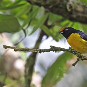 Tawny-capped Euphonia (Euphonia anneae rufivertex) adult male, perched on twig, Rio Indio, Panama, October