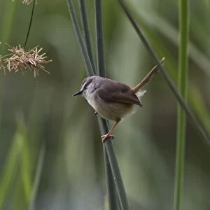 The Tawny-flanked Prinia (Prinia subflava) is a small passerine bird belonging to the genus Prinia in the family