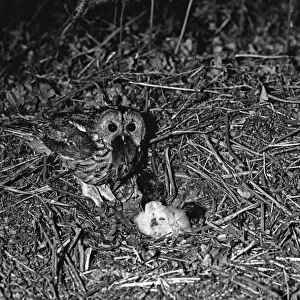 Tawny Owl nesting on the ground at Hickling Norfolk 1943