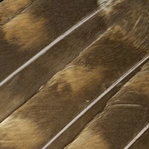 Tawny Owl (Strix aluco) adult, close-up of wing feathers, Sheffield, South Yorkshire, England, april