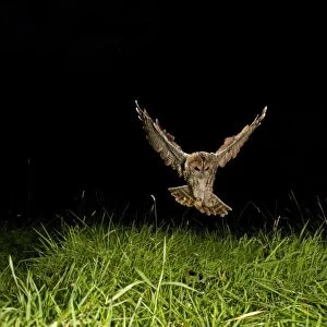 Tawny Owl (Strix aluco) adult, in flight, hunting at night, Shropshire, England, August