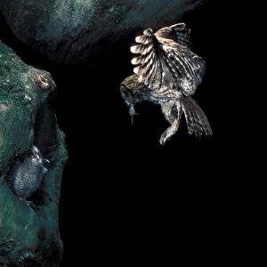 Tawny Owl (Strix aluco) adult, in flight, with food in beak, young at nesthole in tree, England