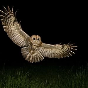 Tawny Owl (Strix aluco) adult, in flight over meadow at night, Shropshire, England, april