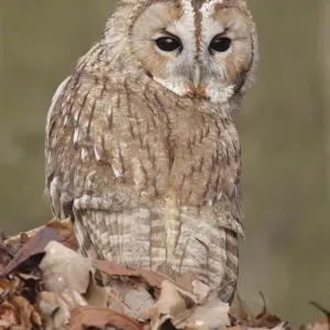 Tawny Owl Print, Standing Amidst Fallen Leaves Tawny Owl Print, Standing Amidst Fallen Leaves