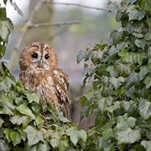 Tawny Owl (Strix aluco) adult, perched amongst Common Ivy (Hedera helix) leaves, Suffolk, England, January (captive)