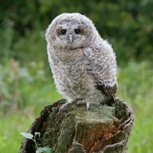 Tawny Owl (Strix aluco) fledgling chick, standing on stump, Suffolk, England, may Tawny Owl (Strix aluco) fledgling chick, standing on stump, Suffolk, England, may