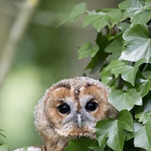 Tawny Owl (Strix aluco) juvenile, perched amongst ivy, England, August (captive)
