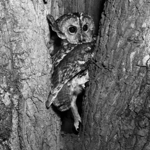 Tawny Owl Print, 8.5inch lens photograph Tawny Owl Print, 8.5inch lens photograph