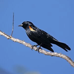 Tawny-shouldered Blackbird (Agelaius humeralis) adult male, perched on twig, La Belen, Camaguey Province, Cuba, March