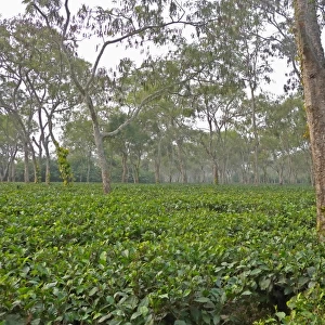 Tea (Camellia sinensis) crop, plantation with shade trees, near Kaziranga, Assam, India, january