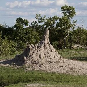 Termite mound Botswana near Savuti