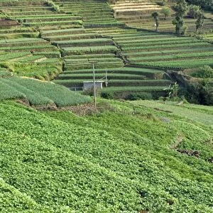 Terrace cultivation, mountain slope terraced farming with cauliflowers, cabbages, beans, cowpeas and carrots