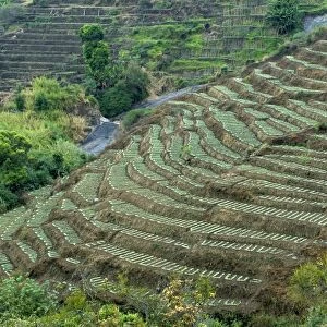 Terrace cultivation, mountain slope terraced farming, Pallanghi-vilpatti Region, Kodaikanal, Tamil Nadu, India