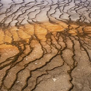 Thermophile bacterial mats at hotspring, Grand Prismatic Spring, Midway Geyser Basin, Yellowstone N. P. Wyoming, U. S. A