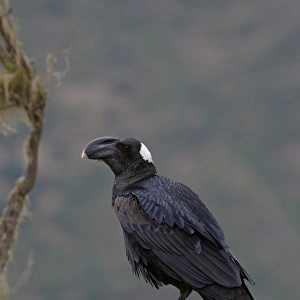 Thick-billed Raven (Corvus crassirostris) adult, perched on branch, Simien Mountains, Ethiopia