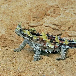 Thorny Devil Print on Sand, Western Australia Thorny Devil Print on Sand, Western Australia