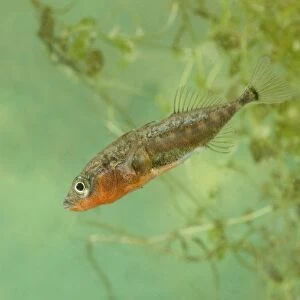 Three-spined Stickleback (Gasterosteus aculeatus) adult male, in in spawning colour, swimming, England