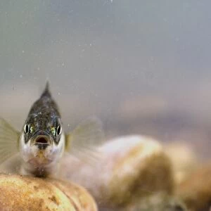 Three-spined Stickleback (Gasterosteus aculeatus) adult, resting on gravel, England, August (controlled)
