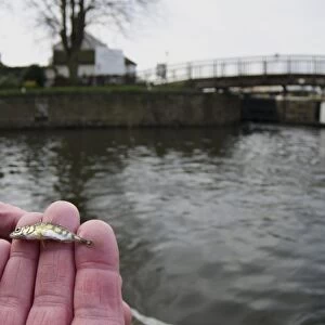 Three-spined Stickleback (Gasterosteus aculeatus) adult, held in hands, caught in city canal, Nottingham Canal