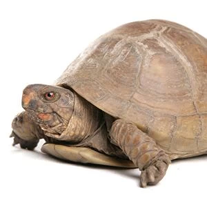 Three-toed Box Turtle (Terrapene carolina triunguis) adult female