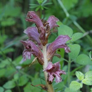 Thyme Broomrape (Orobanche alba) flowering, probably growing on Mint (Mentha sp. ), Pyrenees, Ariege, France, may