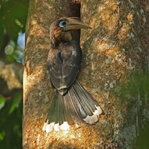 Tickell's Brown Hornbill (Anorrhinus tickelli) adult male, visiting nesthole in tree trunk, Kaeng Krachan N. P. Thailand, february