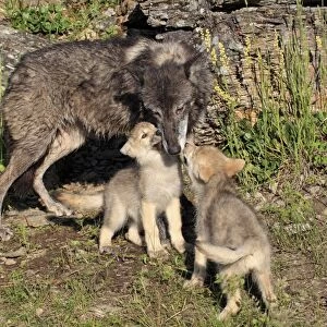 Timber Wolf (Canis lupus) adult female with eight-week old cubs, begging for food, Montana, U. S. A. june (captive)