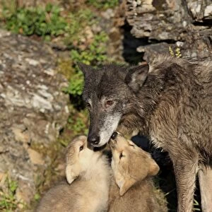 Timber Wolf (Canis lupus) adult female with eight-week old cubs, begging for food, Montana, U. S. A. june (captive)