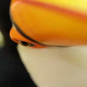 Toco Toucan (Ramphastos toco) adult, close-up of face and beak, Brazil, captive Toco Toucan (Ramphastos toco) adult, close-up of face and beak, Brazil, captive