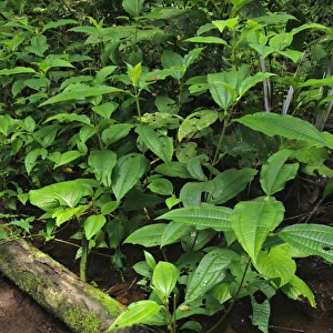 Tococa (Tococa sp. ) growing beside shallow water in forest, Peru