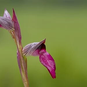 Tongue Orchid (Serapias lingua) close-up of flowers, Col de Calzan, Ariege Pyrenees, Midi-Pyrenees, France, May