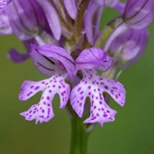Toothed Orchid (Orchis tridentata) close-up of flowers, Corsica, France, May