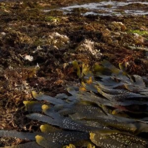 Toothed Wrack (Fucus serratus) fronds, on shore with rockpools at low tide, with Clavel Tower on clifftop in distance