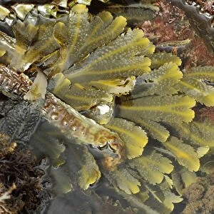 Toothed Wrack (Fucus serratus) fronds, in rockpool at low tide, Kimmeridge, Isle of Purbeck, Dorset, England, April