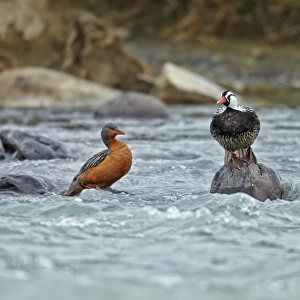 Torrent Duck (Merganetta armata) adult pair, standing on rocks in river, Torres del Paine N. P