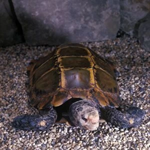 Tortoise - Burmese Brown (Geochelone emys) Close-up / on stones