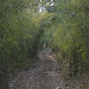 Track through bamboo forest habitat, Tadoba N. P. Maharashtra, India, February Track through bamboo forest habitat, Tadoba N. P. Maharashtra, India, February