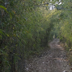 Track through bamboo forest habitat, Tadoba N. P. Maharashtra, India, February