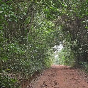 Track through dense tropical rainforest, Bobiri Butterfly Reserve, Ashanti Region, Ghana, February
