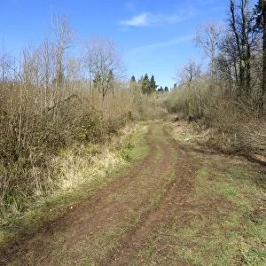 Track through woodland habitat, Highnam Woods RSPB Reserve, Gloucestershire, England, March