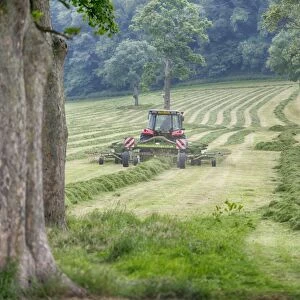 Tractor with tedder rowing mowed grass in field with mature trees, Grimsargh, Preston, Lancashire, England, July