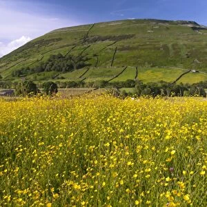 Traditional hay meadow with flowering buttercups, with Kisdon Hill in background, Swaledale, Yorkshire Dales N. P