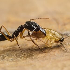 Trap-jaw Ant (Odontomachus sp. ) adult, with captured cockroach larva prey (captive)