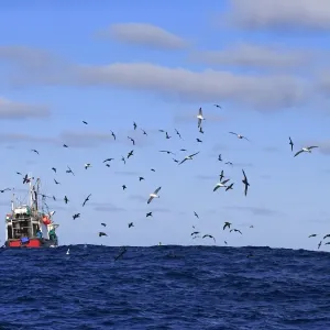 Trawler fishing at sea, being followed by seabirds, including albatrosses and petrels, Cape of Good Hope, Western Cape Trawler fishing at sea, being followed by seabirds, including albatrosses and petrels, Cape of Good Hope, Western Cape