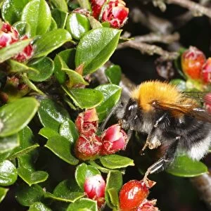 Tree Bumblebee (Bombus hypnorum) adult male, feeding on Wall Cotoneaster (Cotoneaster horizontalis) flowers in garden, Powys, Wales, may